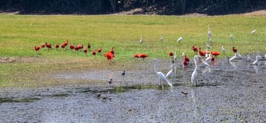 Des oiseaux colorés se rassemblent près de l'eau dans un paysage naturel.