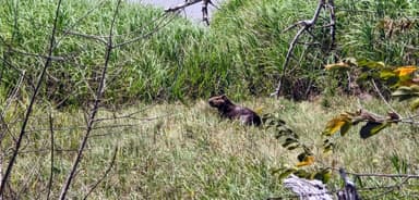 Un animal dans un champ verdoyant à Apure.