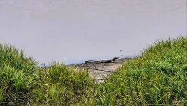 Un serpent sur une bûche près de l'eau dans la nature.