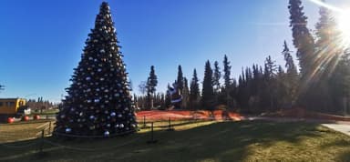 Un grand sapin de Noël décoré sous un ciel bleu à Fairbanks.