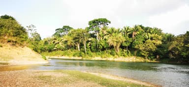 Une rivière entourée de végétation luxuriante à Cayo, Belize.