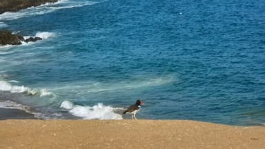 Un oiseau sur une plage avec des vagues bleues en arrière-plan.