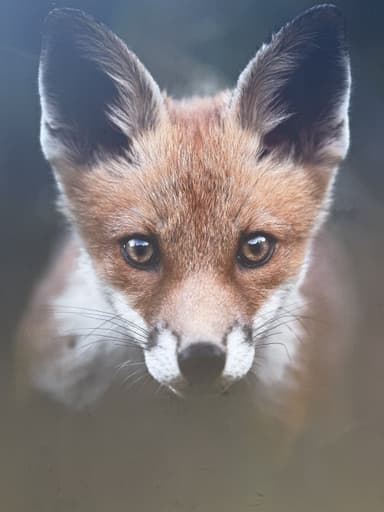 Un renard avec un regard intense.