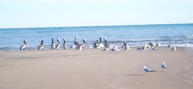 Des oiseaux sur une plage de Baja California, Mexique, sous un ciel clair.