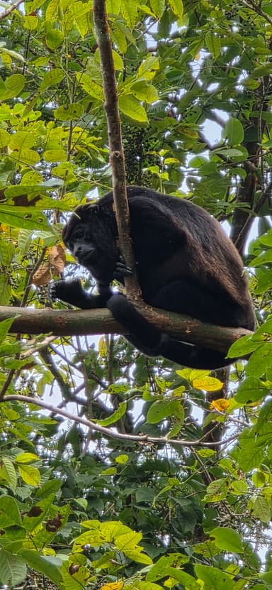 Un singe noir perché sur une branche d'arbre dans la verdure.