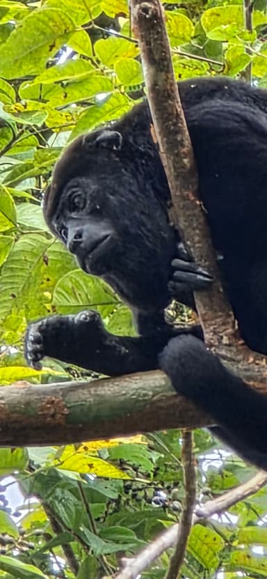Un singe noir se repose sur une branche dans la forêt.