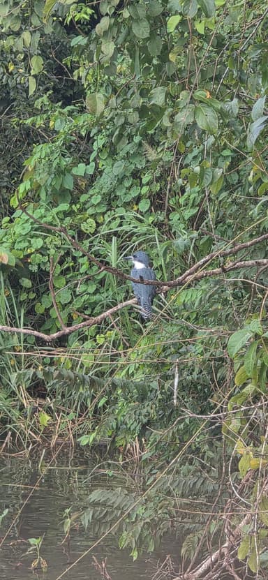 Un oiseau perché sur une branche au bord d'une rivière.