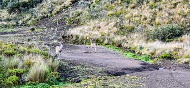 Deux animaux se tiennent sur un chemin dans un paysage verdoyant.