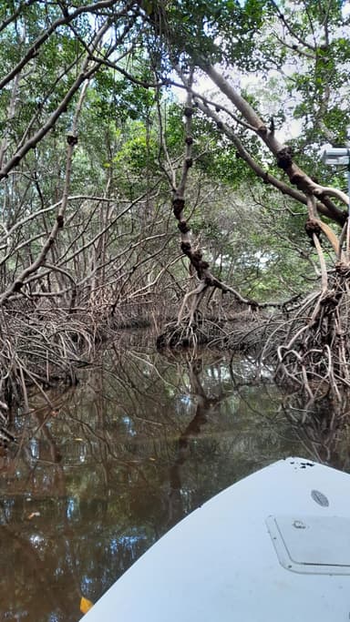 Une scène de mangrove avec des arbres et de l'eau calme.
