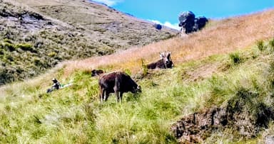 Des vaches paissent dans un champ verdoyant sous un ciel bleu.