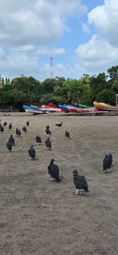 Des oiseaux noirs marchent sur une plage avec des bateaux colorés en arrière-plan.