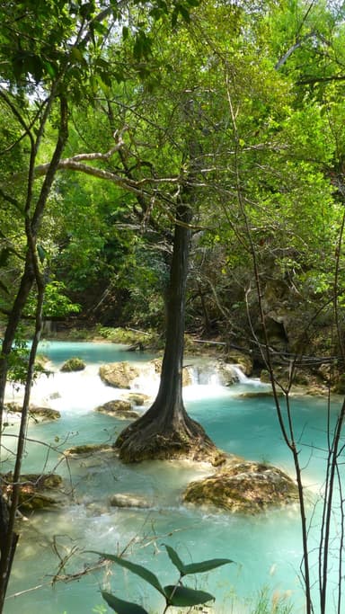 Un arbre au bord d'une rivière turquoise entourée de verdure.
