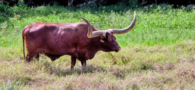 Un taureau dans un champ verdoyant sous un ciel clair.