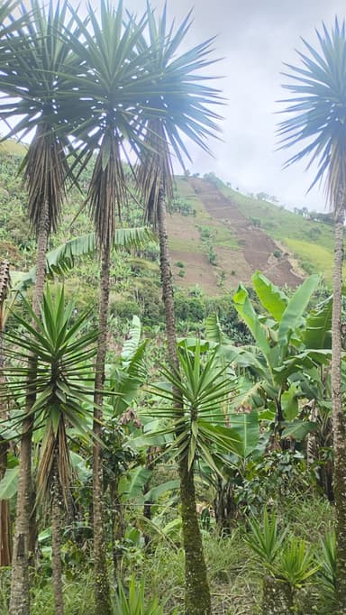 Une vue de la végétation luxuriante à Reventazón, Costa Rica.