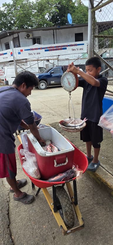 Deux garçons pèsent du poisson sur un chariot à Yaviza.