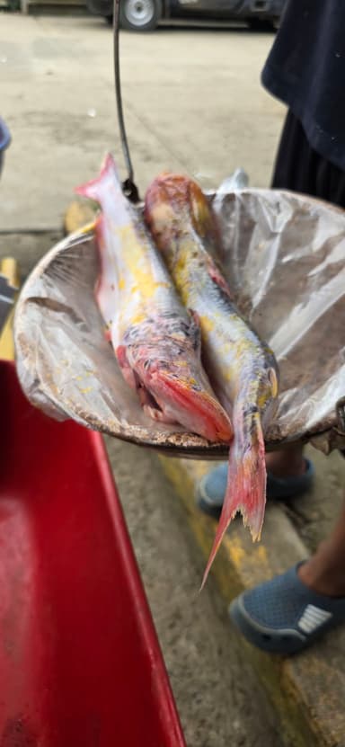Deux poissons frais sur une balance en métal.