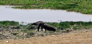 Un animal se déplace près d'un plan d'eau dans un paysage naturel.