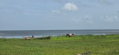 Un paysage de mer avec des chevaux et des bateaux sur l'herbe.