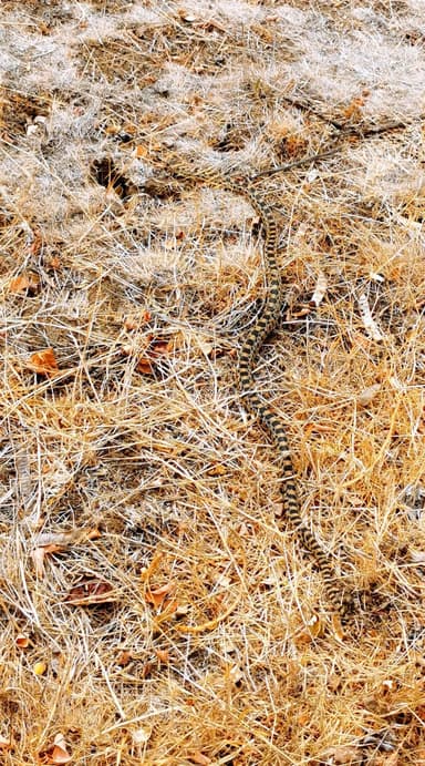 Un serpent se déplace sur un sol sec et herbeux.