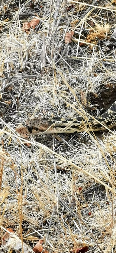 Un serpent sur un sol sec et herbeux.