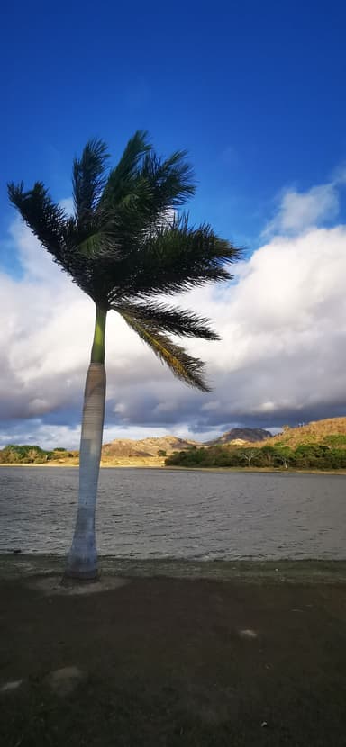Un palmier au bord d'un lac sous un ciel nuageux.