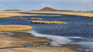 A scenic view of a lake with flamingos and grassy islands under a clear sky.