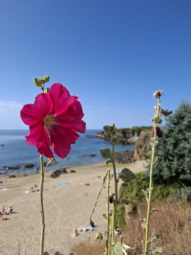 Fleurs roses au bord de la plage en Bretagne sous un ciel bleu.